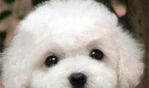 為什么比熊犬喜歡夾尾巴?