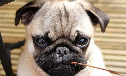 2022年巴哥犬的幼犬價格