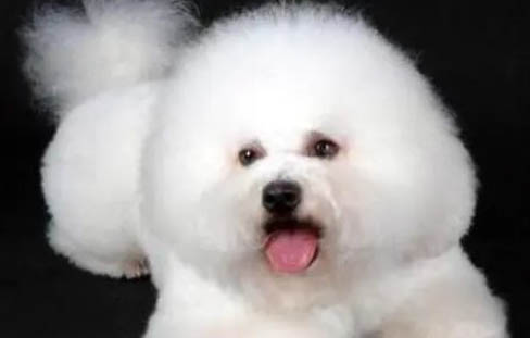 為什么狗狗一直咳嗽呢