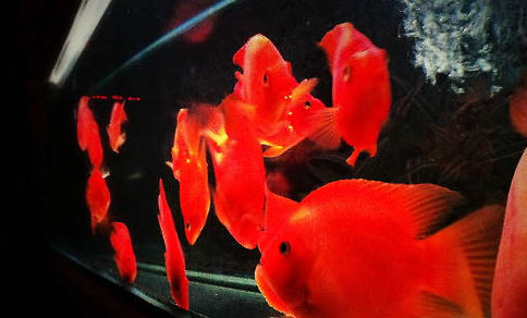 鸚鵡魚可以和什么魚混養