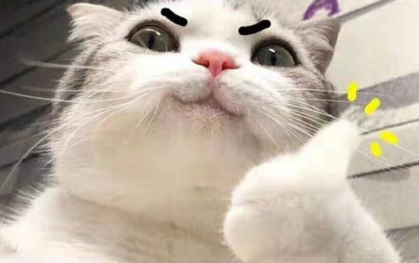 兩個月小貓眼屎多是什么原因