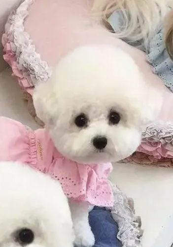 比熊犬與泰迪哪個好養