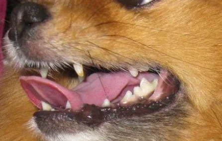 狗狗感冒癥狀