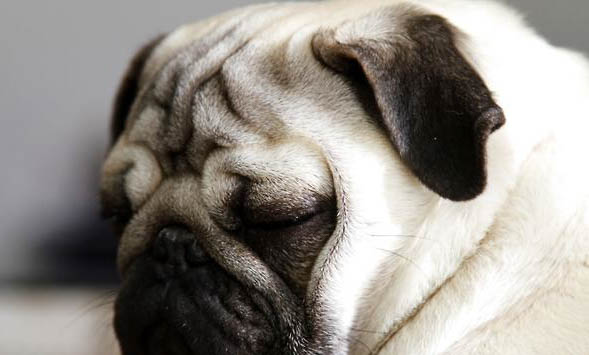 巴哥犬可以換主人嗎