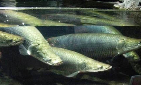 魚死了怎么處理?