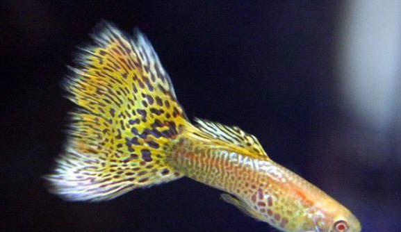 孔雀魚蹭缸可能患的疾病