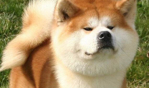 秋田犬和柴犬哪個(gè)貴