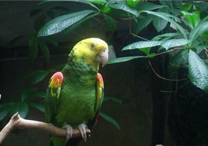 玄鳳鸚鵡只認一個主人嗎