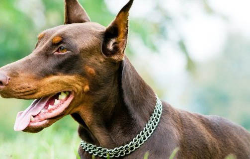 杜賓犬和比特犬哪個厲害