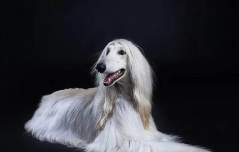 阿富汗獵犬為什么被禁養