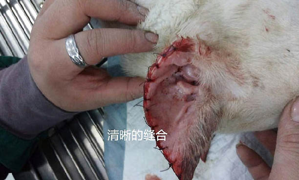 杜高犬骨折癥狀有哪些