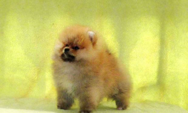 博美犬的一般價格價錢4000