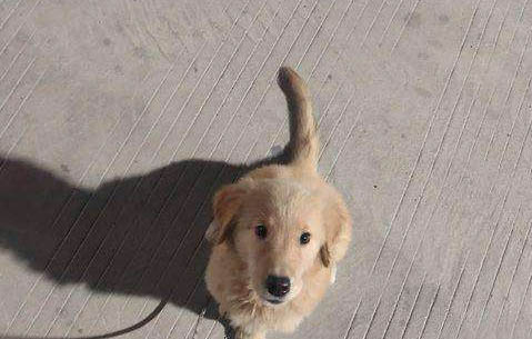 怎么教金毛犬拿東西
