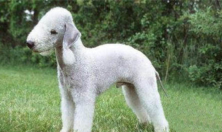 如何養(yǎng)護貝靈頓梗犬 生病特征及治療方法