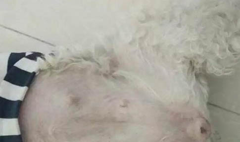 狗狗打了針后沒有精神