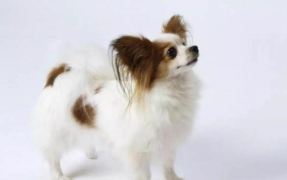 蝴蝶犬可以吃人類(lèi)的什么食物