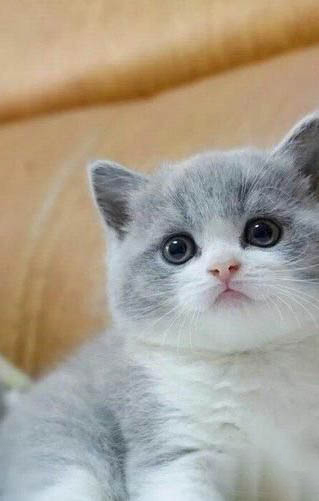 小奶貓能吃蛋黃嗎?