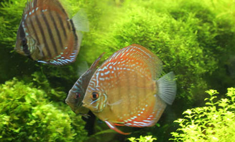 養魚容易死亡的原因