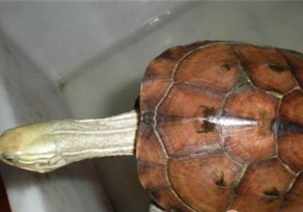 養水龜對水有什么要求