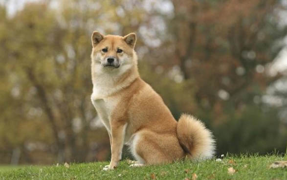 狗狗狗狗掉毛很厲害怎么辦