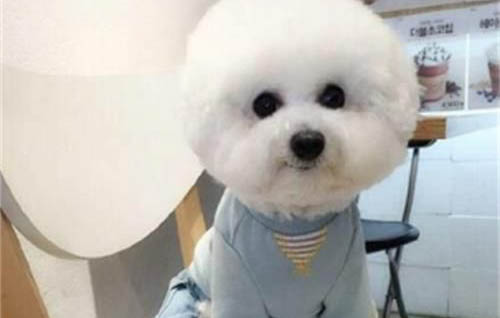 狗的疫苗都有哪些