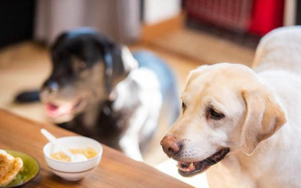 如何馴化成犬狗狗呢