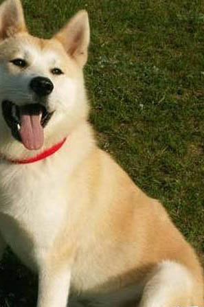 秋田犬和柴犬幼犬哪個好