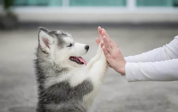 狗狗有點感冒可以打疫苗么
