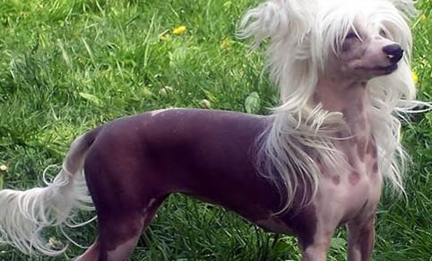 中國冠毛犬飼養有什么注意點