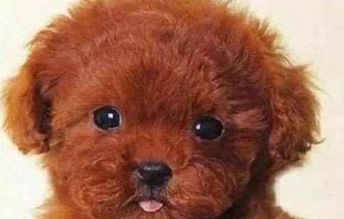 泰迪幼犬長到幾個月定型