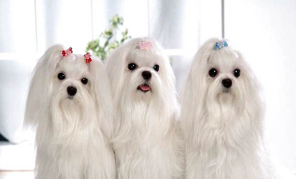 馬爾濟斯犬口吐白沫的原因及處理方法