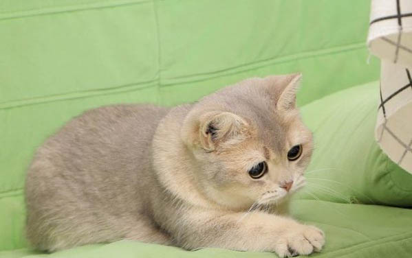 日常飼養貓咪應該要注意哪些事項