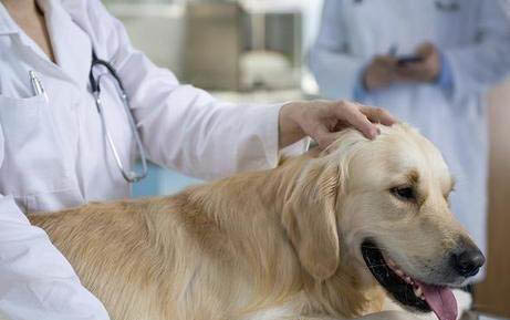 預(yù)防狗狗得細(xì)小和犬瘟打什么針