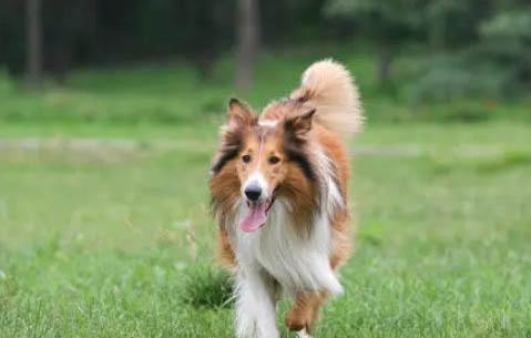 如何判斷蘇格蘭牧羊犬是否健康