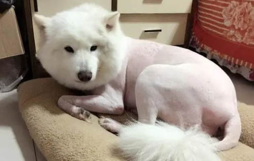如何對狗狗修剪指甲