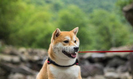 柴犬幾個月換毛變色,換毛色期在3~7個月