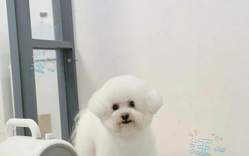 棉花面紗犬哪里有賣