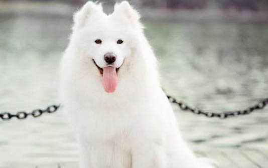 狗狗為什么容易得肺炎