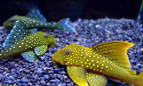 怎樣能讓清道夫不吸魚