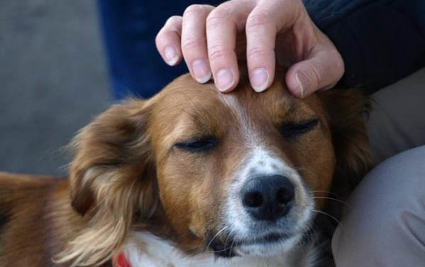 狗吃黃連素和腸炎寧哪個好