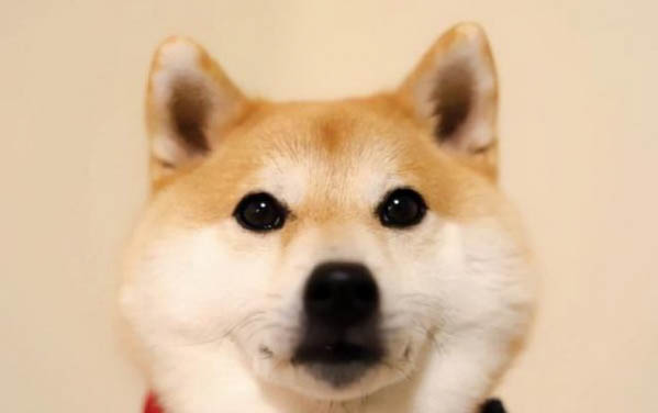 狗狗能不能吃肝臟