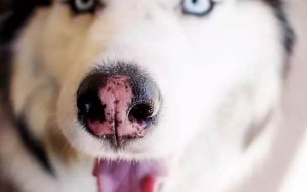 狗狗如果有球蟲什么癥狀