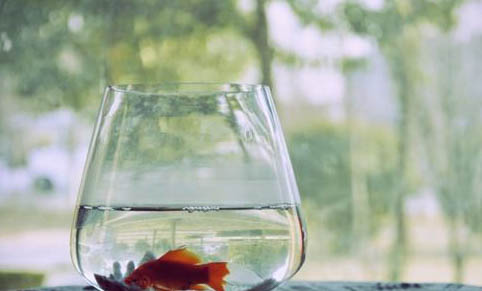 魚鰭充血的病因分析