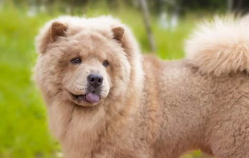 狗狗懷孕幾個月生