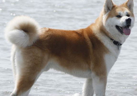 秋田犬和柴犬哪個貴