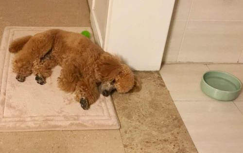 泰迪狗多少錢一只？