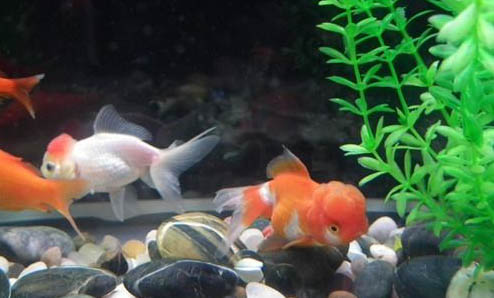 鱷魚可以上岸嗎
