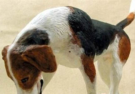 一個月英國獵狐犬如何喂養