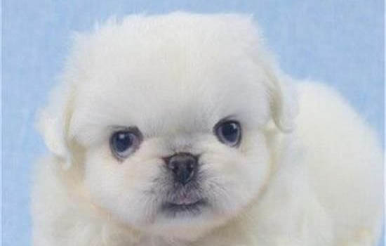 2斤的幼犬喂多少驅蟲藥
