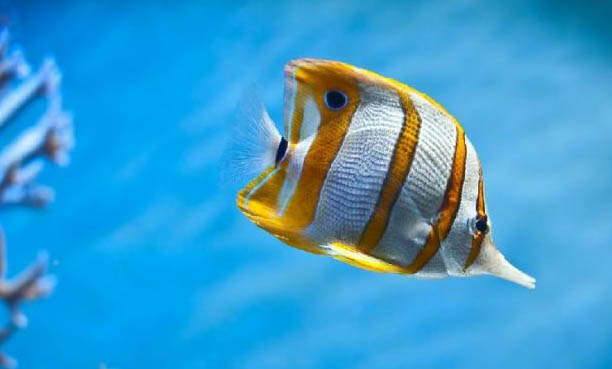 觀賞魚拒食的原因及處理方法